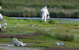 Rene Pop Vogelgriep grote sterns Texel