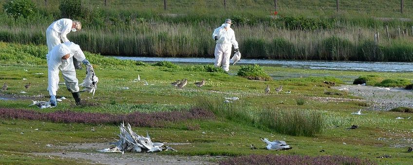 Vogelgriep grote sterns Texel