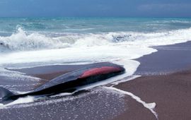 © A. Frantzis / Pelagos Cetacean Research Institute Gestrande potvis