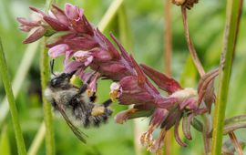 De charismatische zandhommel is de panda van de Nederlandse delta. Deze werkster zit op rode ogentroost.