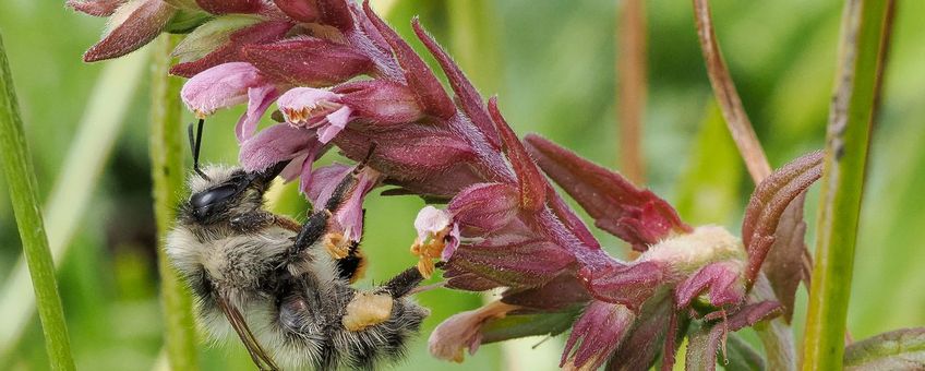 De charismatische zandhommel is de panda van de Nederlandse delta. Deze werkster zit op rode ogentroost.