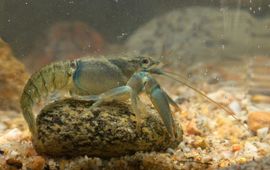 Astacus astacus, Europese rivierkreeft