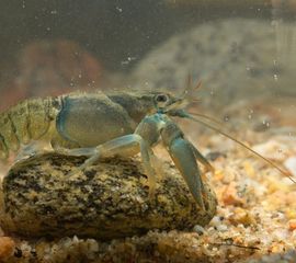 Astacus astacus, Europese rivierkreeft