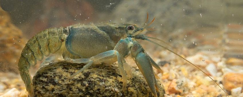 Astacus astacus, Europese rivierkreeft
