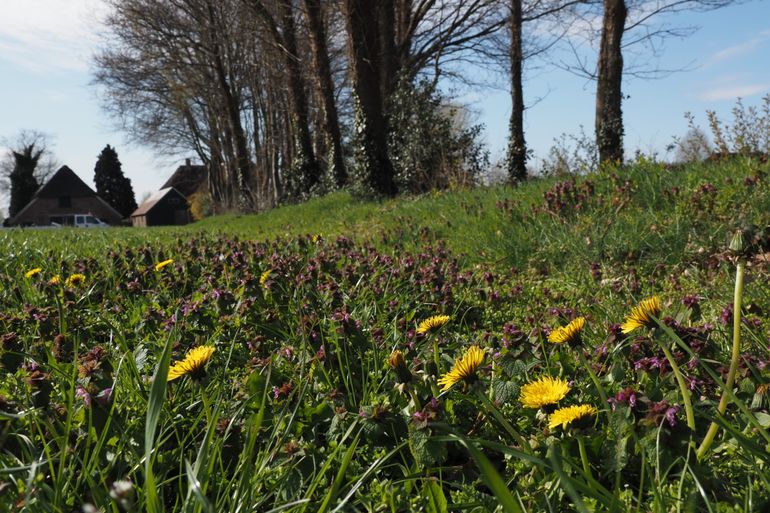 Boerenlandschap in Zuidloo