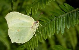 citroenvlinder