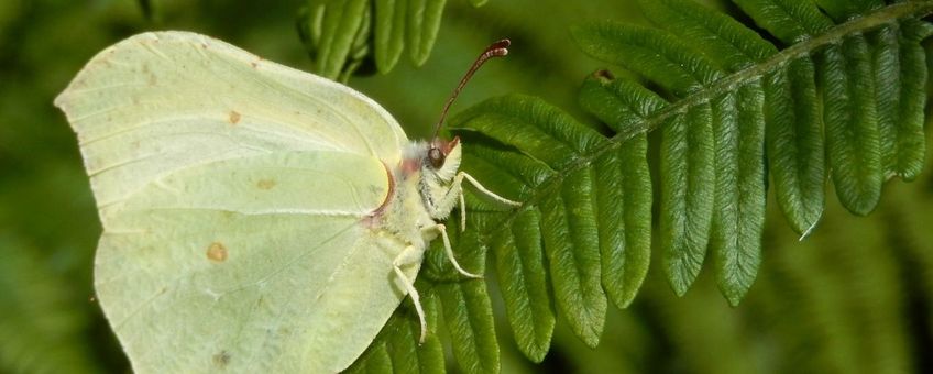 citroenvlinder