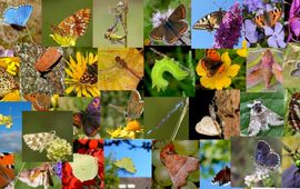 kleur in de natuur - primair