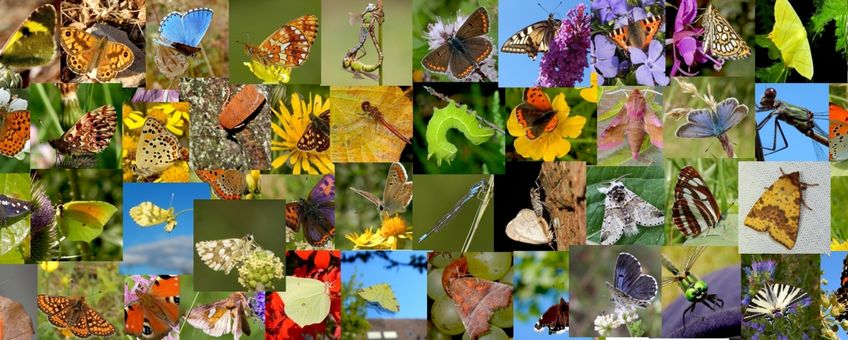 kleur in de natuur - primair