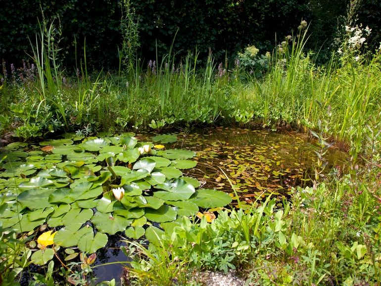 Een tuinvijver brengt veel leven in uw tuin