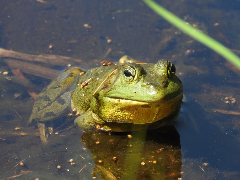 Invasieve exoot Amerikaanse brulkikker (Lithobates catesbeianus)