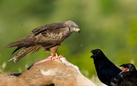 Marijn Heuts, Nature in Stock Zwarte wouw op kadaver EENMALIG GEBRUIK