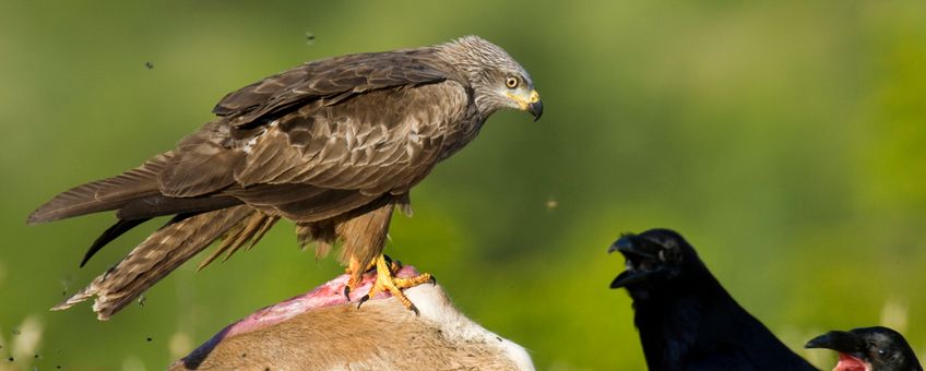 Zwarte wouw op kadaver EENMALIG GEBRUIK