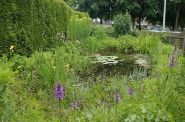 Een tuin met veel inheemse planten