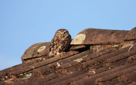 Asbestdaken in het landelijk gebied zijn vaak een schuilplaats voor beschermde soorten, zoals de uil.