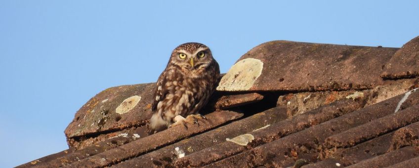 Asbestdaken in het landelijk gebied zijn vaak een schuilplaats voor beschermde soorten, zoals de uil.