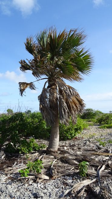 Bonaire palm