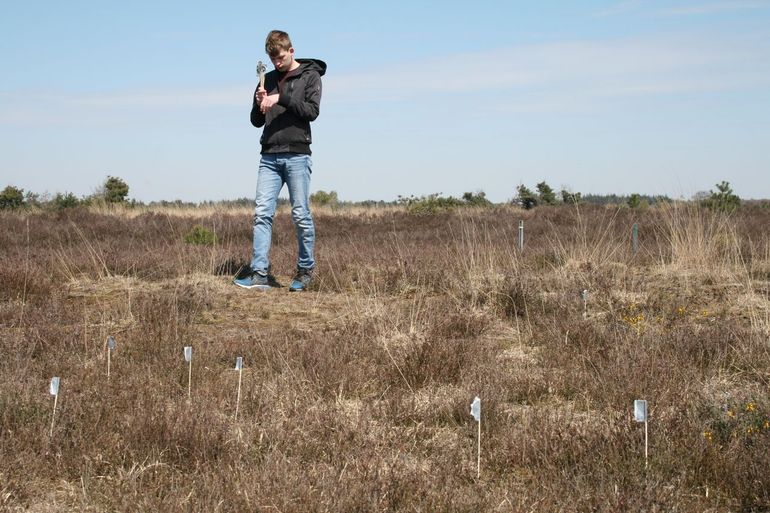 Veldexperiment: veldkrekelholletjes werden geteld en gemarkeerd met vlaggetjes