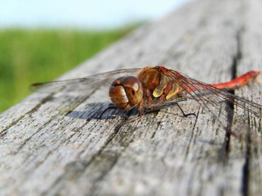 Heidelibellen (hier bruinrode heidelibel) hadden sterk te lijden onder het gebruik van BTi 