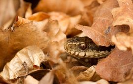 Jan Nijendijk, Saxifraga Vipera berus, Adder
