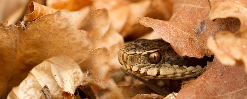 Vipera berus, Adder