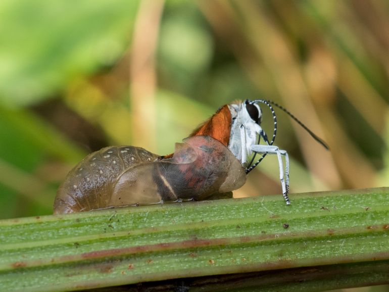 Grote vuurvlinder komt uit pop