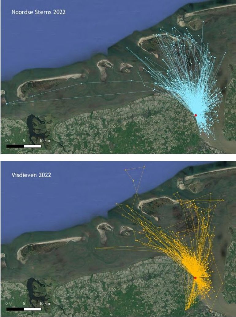 Alle gps-tracks van vijf noordse sterns (boven, blauw) en vijf visdieven (onder, oranje) die tijdens het broedseizoen van 2022 zijn verzameld. De ligging van broedeiland Stern is aangegeven met een rode stip