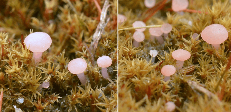 Het zeer kleine Roze grondschijfje