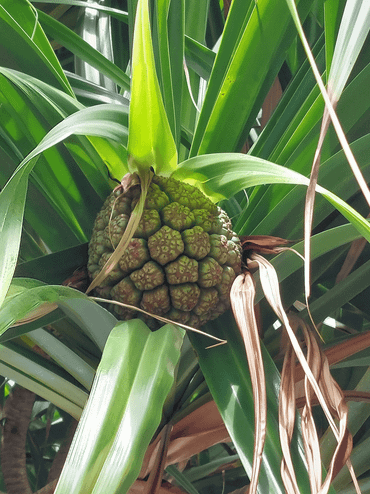 Pandanus tectorius, vrucht