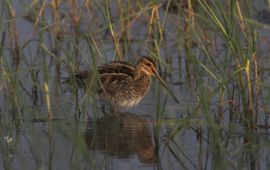 Gallinago gallinago. Watersnip