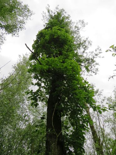 De hoog in een wilg  klimmende Boomwurger in het Lauwersmeergebied