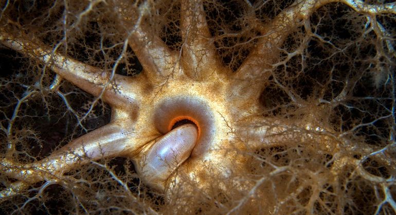 Detailopname van de Blaasvormige zeekomkommer (Cucumaria frondosa) uit Noorwegen. Dit exemplaar heeft een tentakel in zijn mond gestoken, waardoor het net lijkt of hij zijn vinger ‘aflikt’