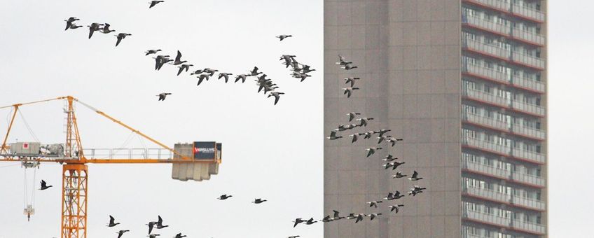 Rotganzen langs Oostende op 8 oktober