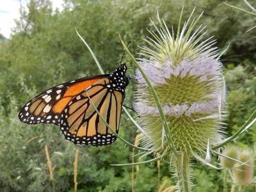 De monarchvlinder is een trekvlinder die duizenden kilometers af kan leggen