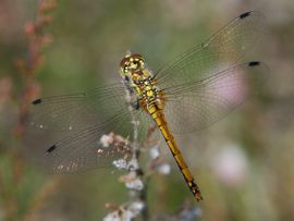 Sympetrum danae. Zwarte heidelibel