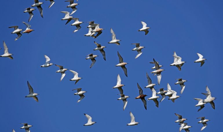 Kanoeten in vlucht