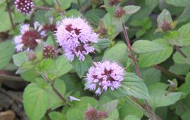 Mentha aquatica Watermunt