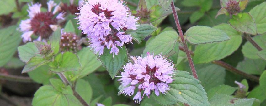 Mentha aquatica Watermunt