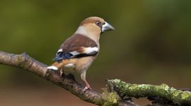Appelvink