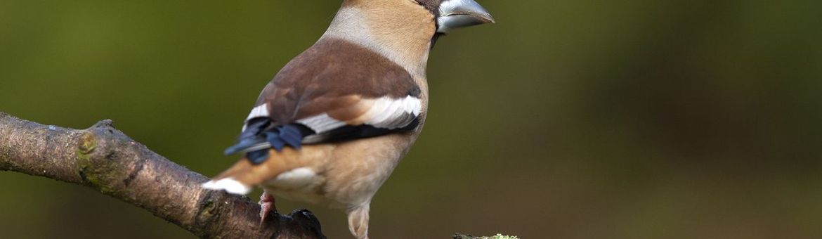 Appelvink