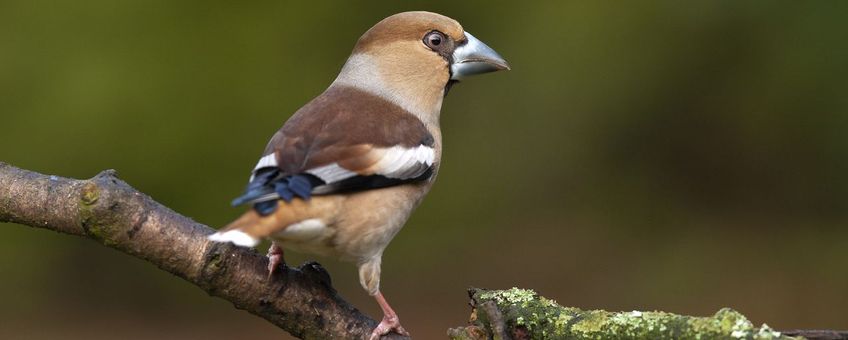 Appelvink