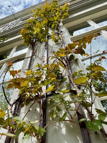 Vinis vinifera in Hortus Amsterdam