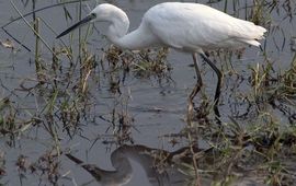 Birdman1 Kleine zilverreiger, GNU-licentie voor vrije documentatie