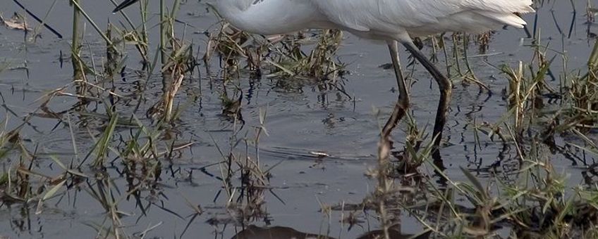 Kleine zilverreiger, GNU-licentie voor vrije documentatie