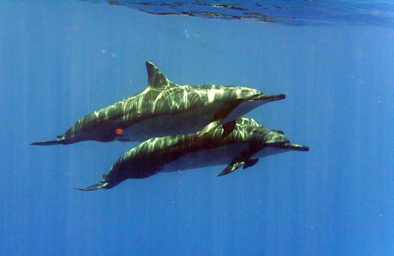 Spinner dolphins