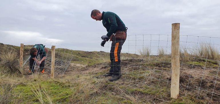 Hekwerk plaatsen in de Kennemerduinen