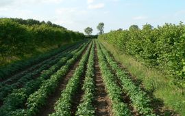 Martin Wolfe, Organic Research Centre aardappel hazelaar agroforestry systeem, Wakelyns UK