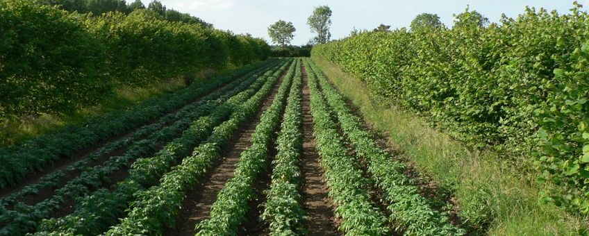 aardappel hazelaar agroforestry systeem, Wakelyns UK