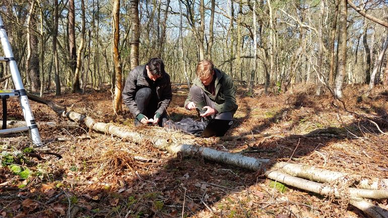 Eens in het jaar worden de dendrometers uitgelezen, hier gebeurt dat in het Starnumansbos in Friesland