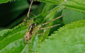 Anyphaena accentuata, Struikspin
